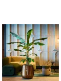 6BORA5004_1