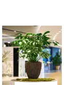 6BOSA5502_1