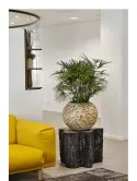 6CARA0397_1