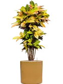 6CILH4040_2