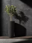 6COSMBR80_1