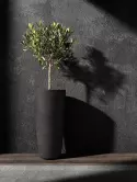 6COSMBR81_1