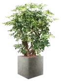 6DLINC195_2