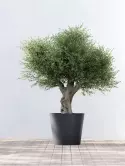 6ECPADG70_1