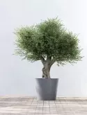 6ECPAGR70_1