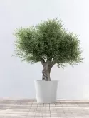 6ECPAPW70_1