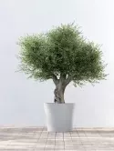 6ECPAWG70_1
