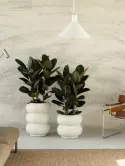 6ELHARLH1_1