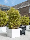 6FSTGWJUXL_1