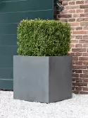 6FSTSBG50_1