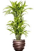 6GRDC41CO_2