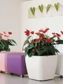 6LECVL501_2