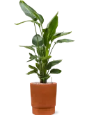 6LIMCHPT4_2