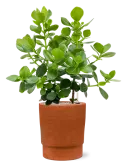 6LIMCHPT5_2
