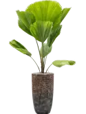 6LXLACC53_1