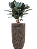 6LXLALC53_1