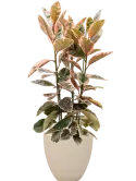 6POSPO021_1