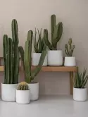 6PPNEPWXX_1
