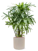 6RDPBE234_2