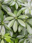 Arboricola