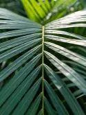 Areca