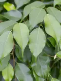 Benjamina