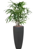 CC0005800