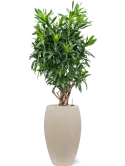 CC0005861