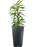 CC0006180