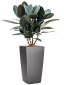 CC0006198