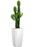 CC0006204