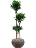 CC0006231
