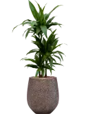 CC0006387