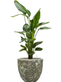 CC0007010