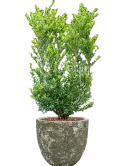 CC0007037