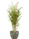 CC0007058