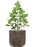 CC0007151
