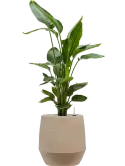 CC0007413