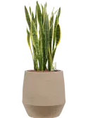 CC0007437