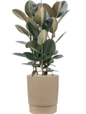 CC0007443