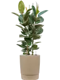 CC0007461