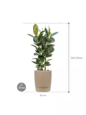 CC0007461_1