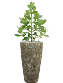 CC0007596