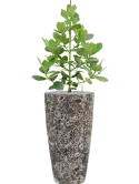 CC0007605