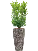 CC0007764
