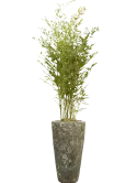 CC0007776