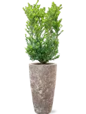 CC0007788