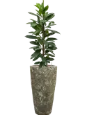 CC0008007