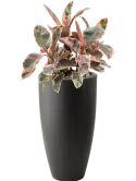 CC0008010