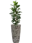 CC0008028